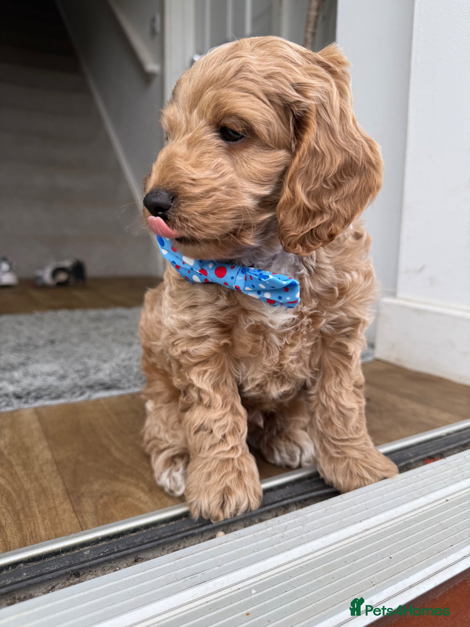 Cockapoo dogs 1 male gorgeous cockapoo READY TO GO!  - Advert 1