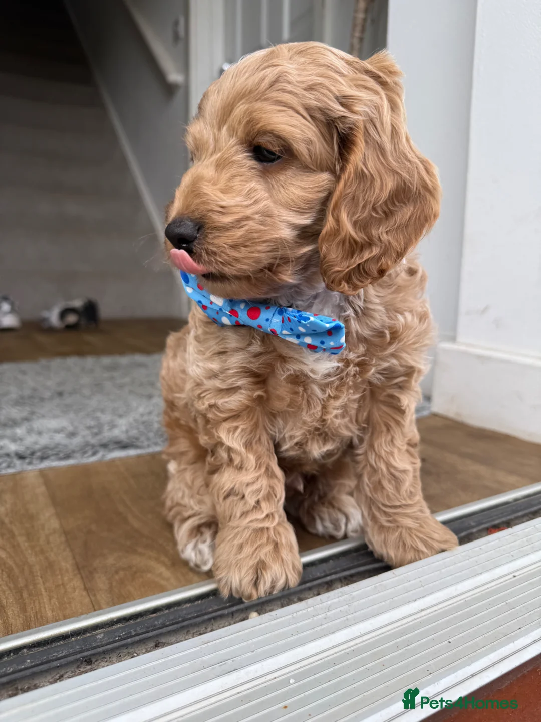 Cockapoo dogs for sale: 1 male gorgeous cockapoo READY TO GO!  - Advert 1