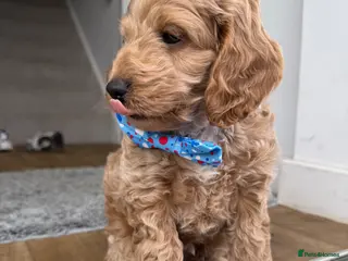 Cockapoo dogs 1 male gorgeous cockapoo READY TO GO! - Advert 1