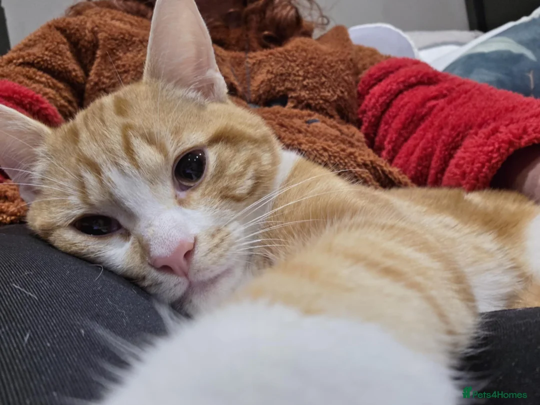 Domestic Shorthair cats for adoption: Bonded pair of wonderful cats in need of a home! - Advert 2