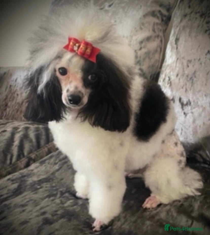Toy Poodle dogs Tiny Asian toy poodle 8 inch tall  in Maesteg - Advert 1