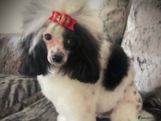 Toy Poodle dogs in Maesteg - Advert 5