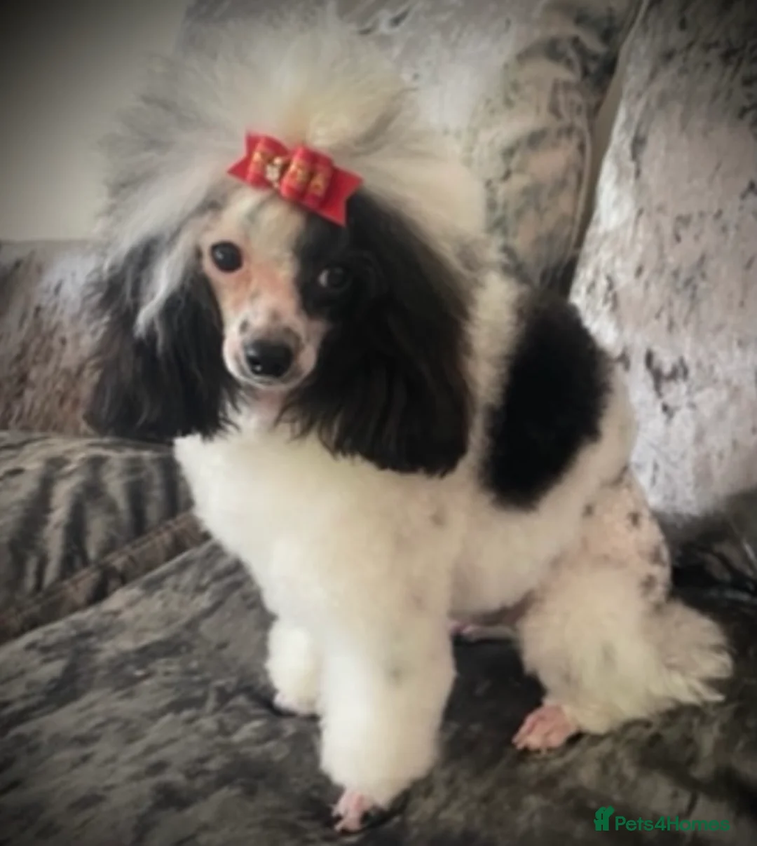 Toy Poodle dogs for stud: Tiny Asian toy poodle 8 inch tall  in Maesteg - Advert 1