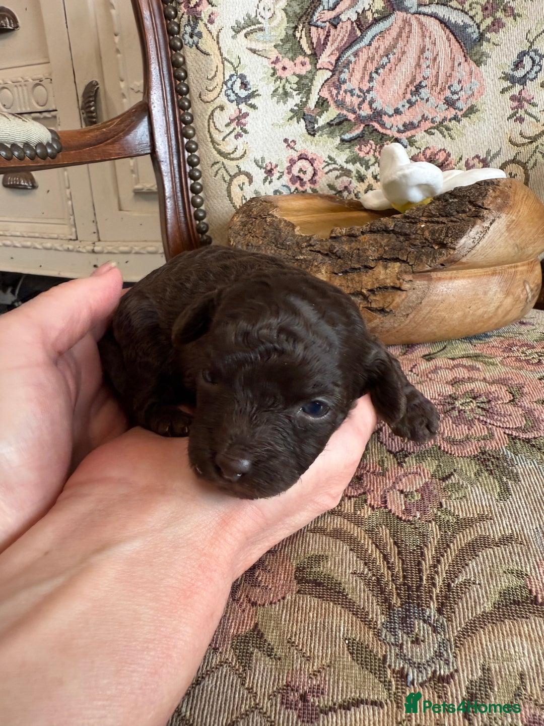Shihpoo dogs for sale: ✨ Beautiful Shihpoo Puppies ✨  - Image 10
