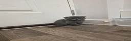 British Shorthair cats for sale: Adorable kittens  - Advert 9