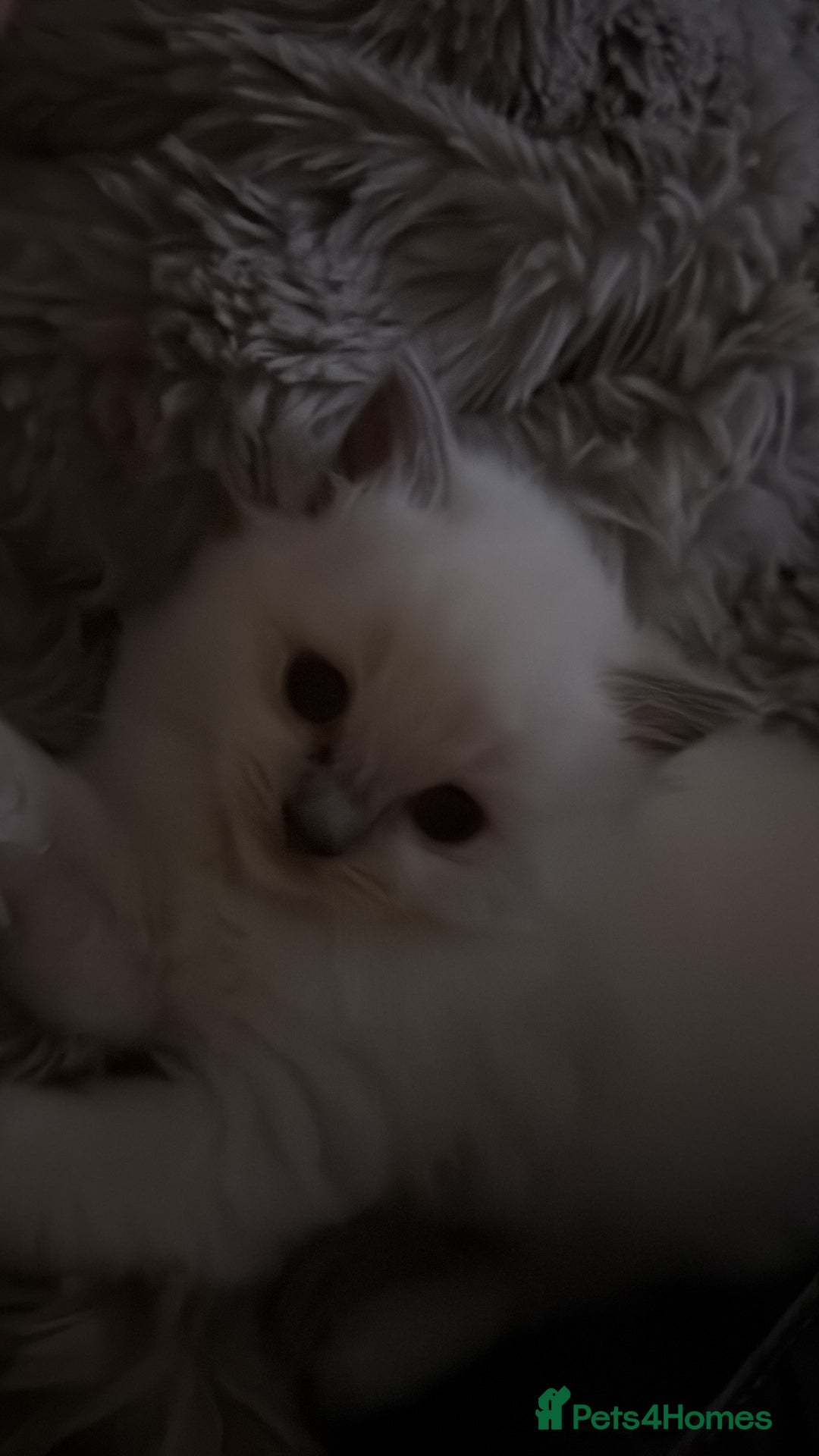 Ragdoll cats for sale: Absolutely Stunning litter of pure Ragdoll kittens - Advert 29