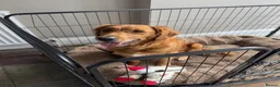 Golden Retriever dogs for sale: Golden retriever puppies for sale - Advert 16