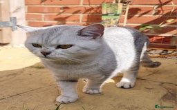 British Shorthair cats for stud: Silver Ticked Tabby British Shorthair GGCF Stud - Image 3