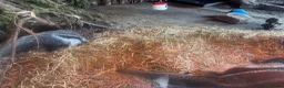 Lizard reptiles for sale: Indo/aussie frilled lizard  in Liverpool - Advert 4