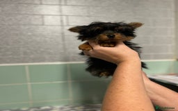 Yorkshire Terrier dogs for sale: Tiny Yorkshire terrier boy - Image 4