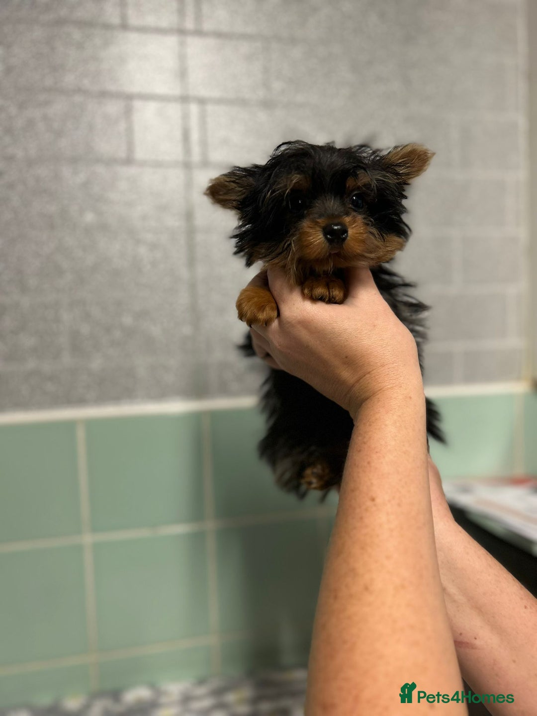 Yorkshire Terrier dogs for sale: Tiny Yorkshire terrier boy - Image 4