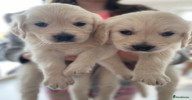 Golden Retriever dogs - Advert 6