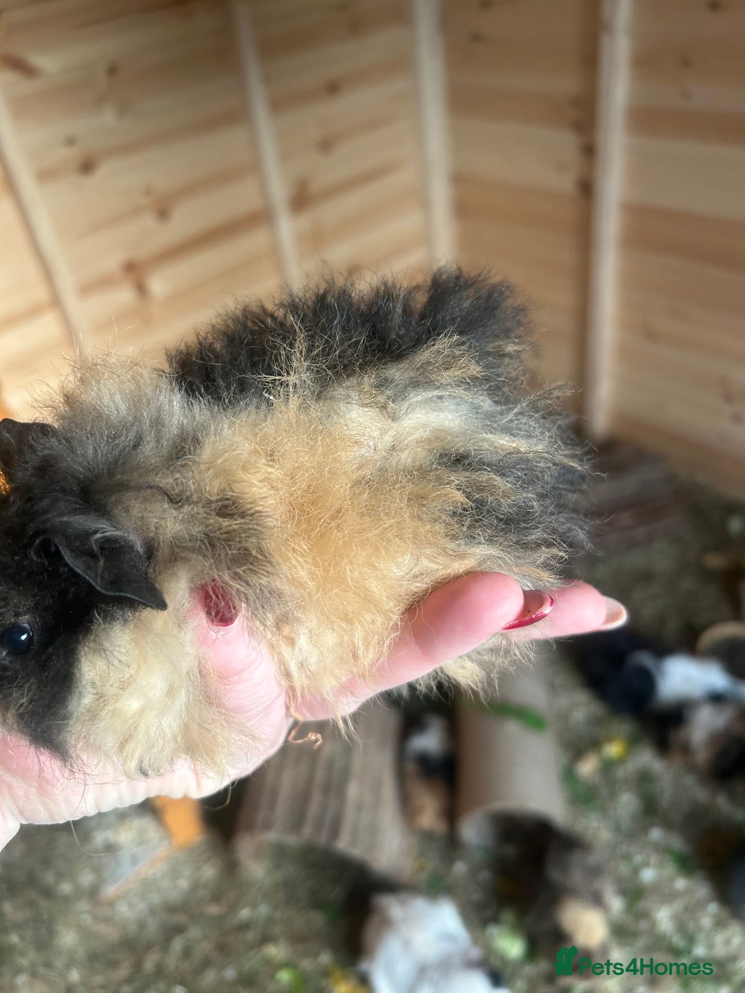 Guinea Pig rodents for sale: 3 male longhair guinea pigs  - Image 4