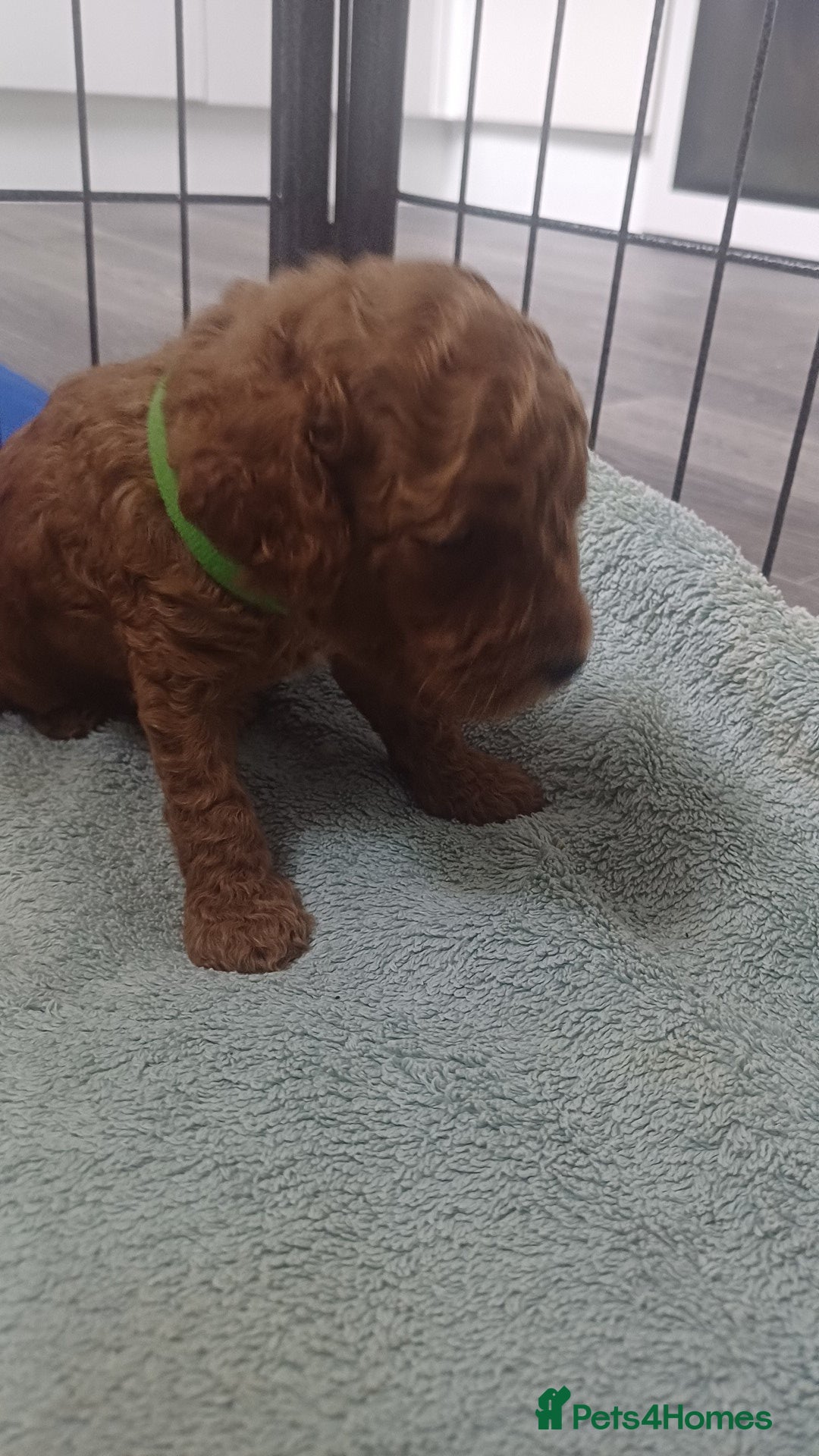 Cockapoo dogs for sale: Beautiful cockapoo puppies  - Image 11