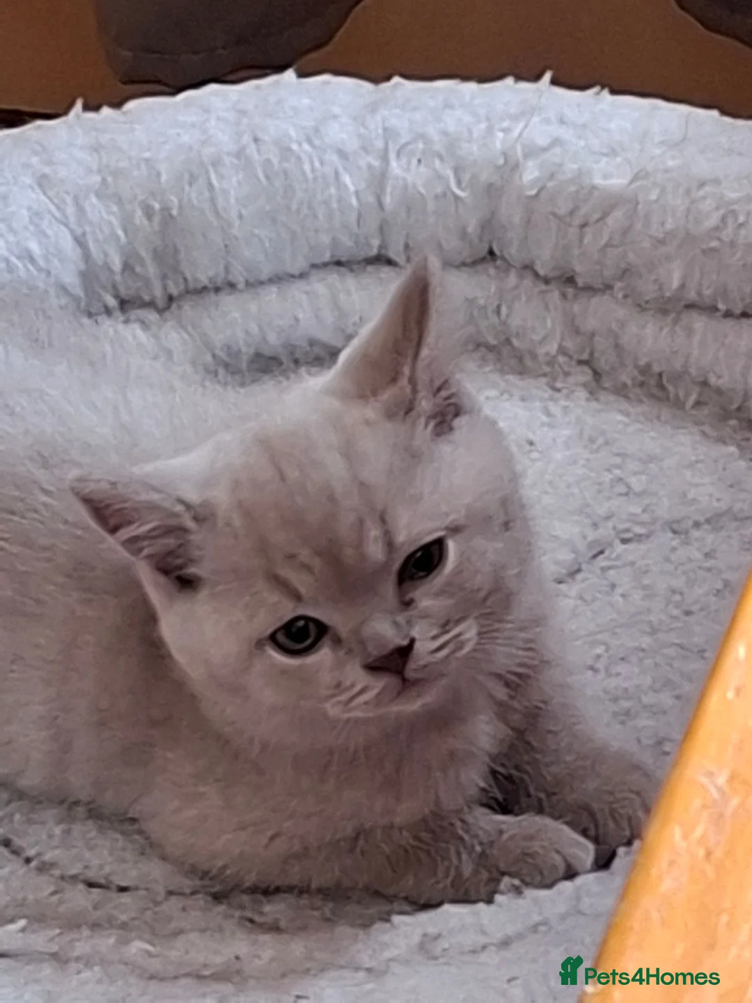 British Shorthair cats for sale: British B.S.H. 3 boys for sale - Advert 39