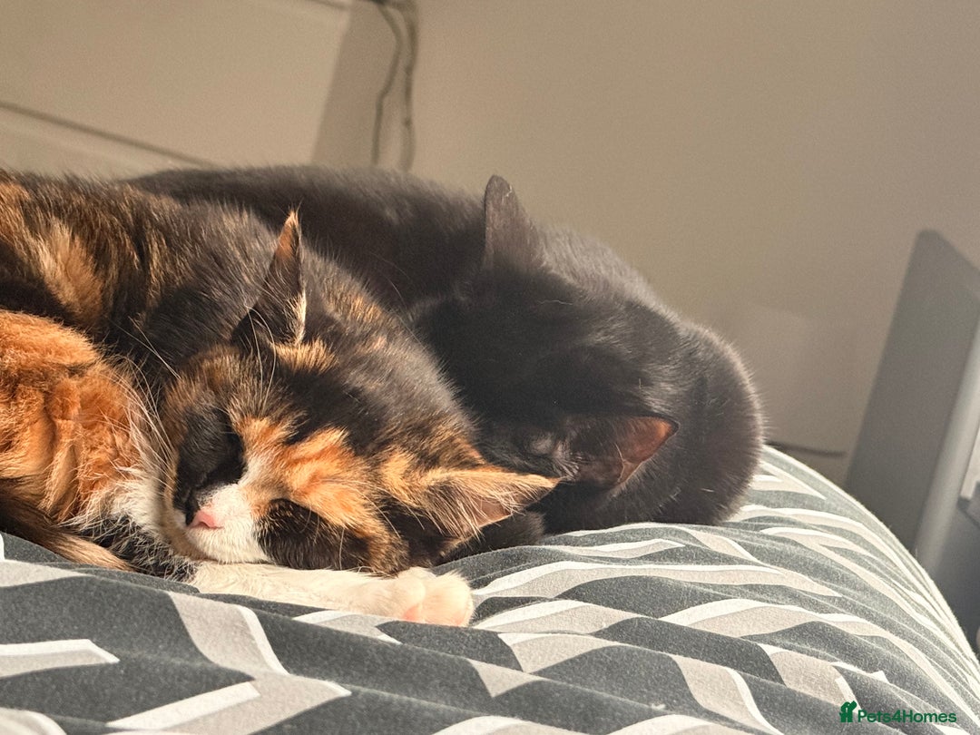 Mixed Breed cats for sale: Two female kittens for sale- black and calico  - Advert 3