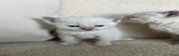 Siamese cats for sale: Beautiful Tonkdoll Kittens – 2 Boys & 2 Girls 🩵🩷 - Advert 6