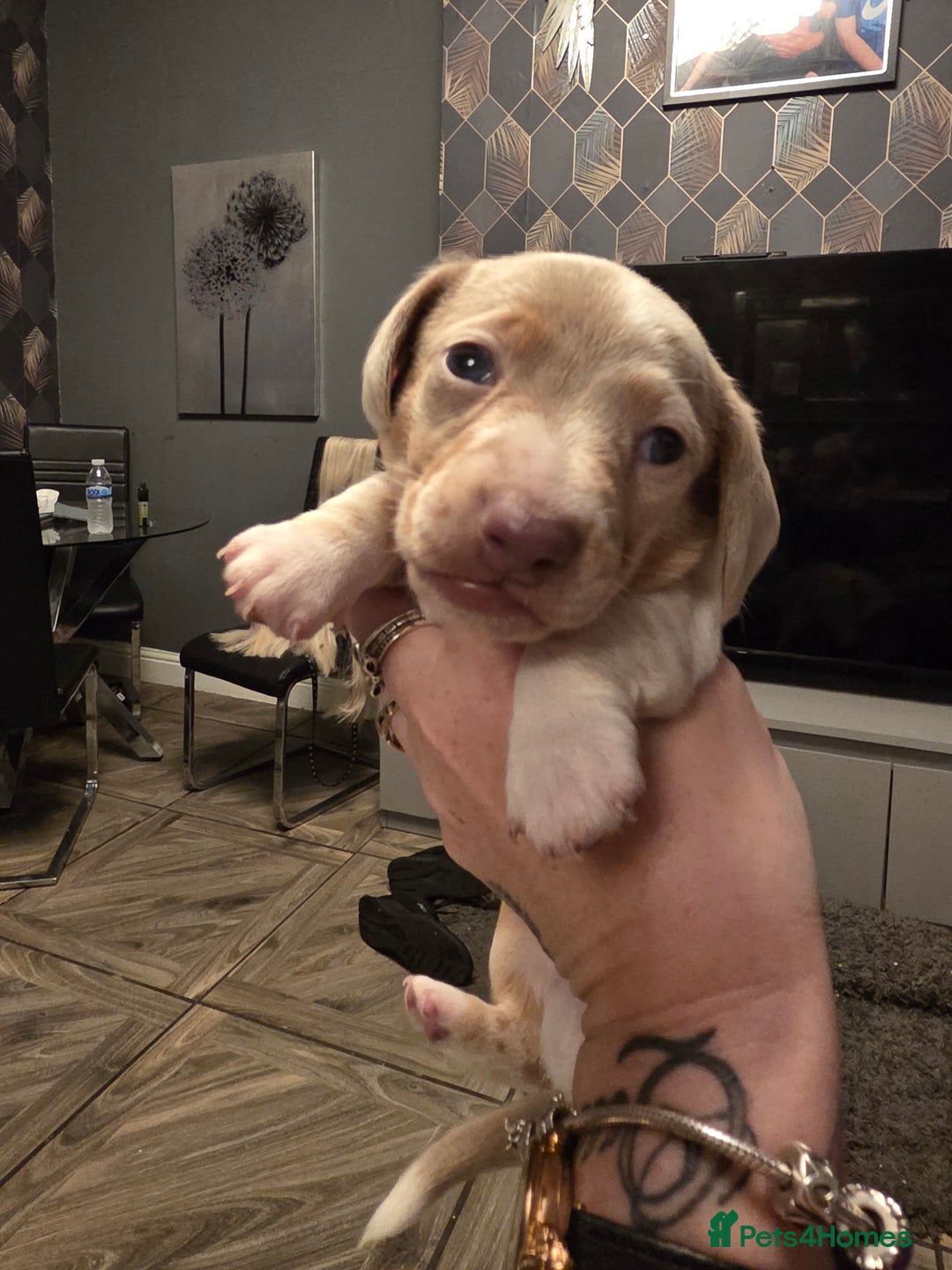 Dachshund dogs for sale: daschund puppies 1 chocolate male left - Image 7