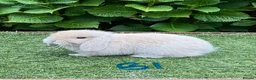 Mini Lop rabbits for sale: Pure bred mini lops baby rabbits  - Advert 9