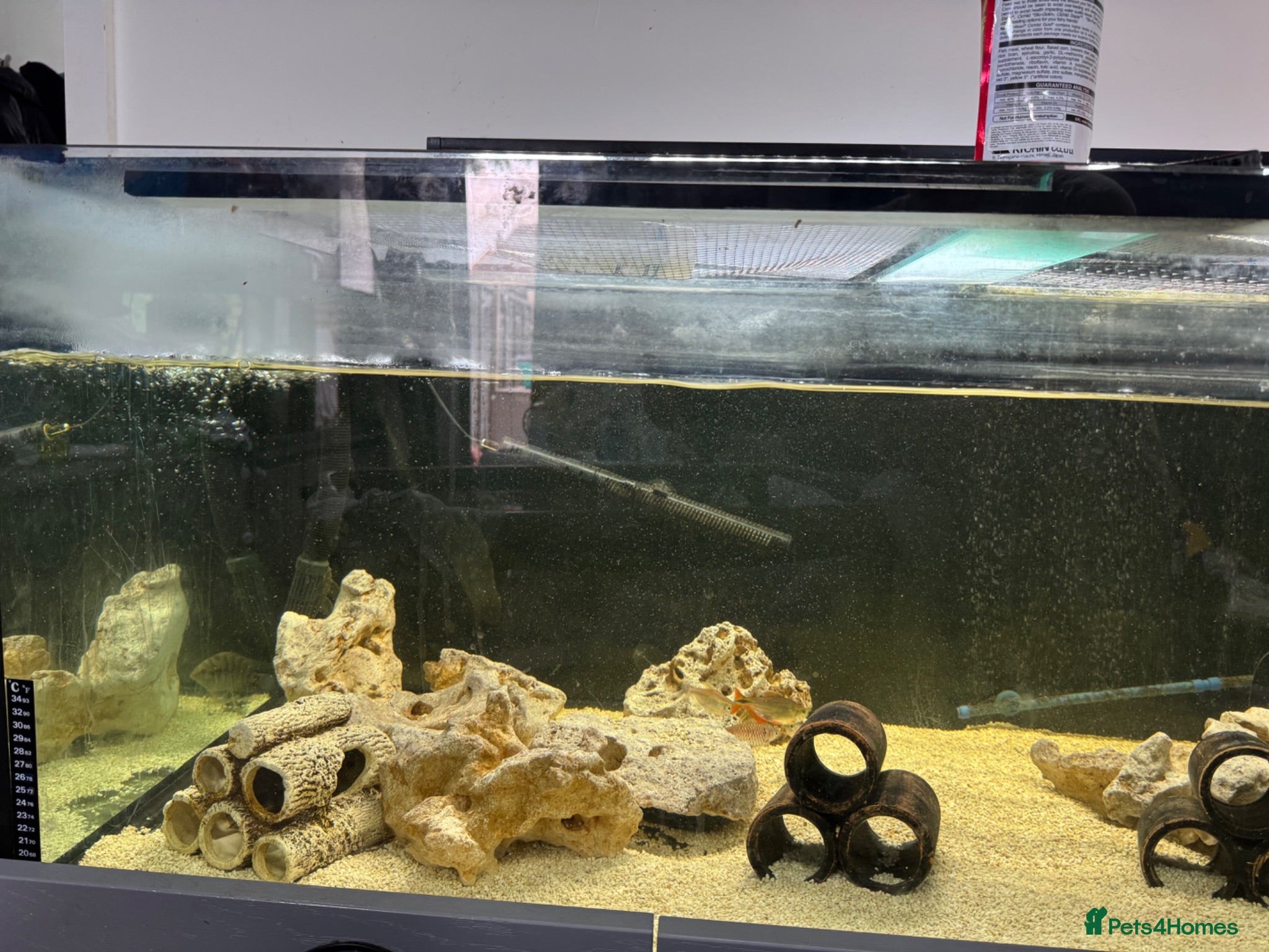 Cichlids fish Fish for sale - Advert 1