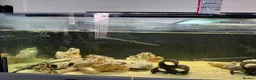 Cichlids fish for sale: Fish for sale in Milton Keynes - Advert 1