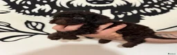 Cockapoo dogs for sale: Last Puppy remaining ❤️ f3 cockapoo puppies 🐾 - Advert 12
