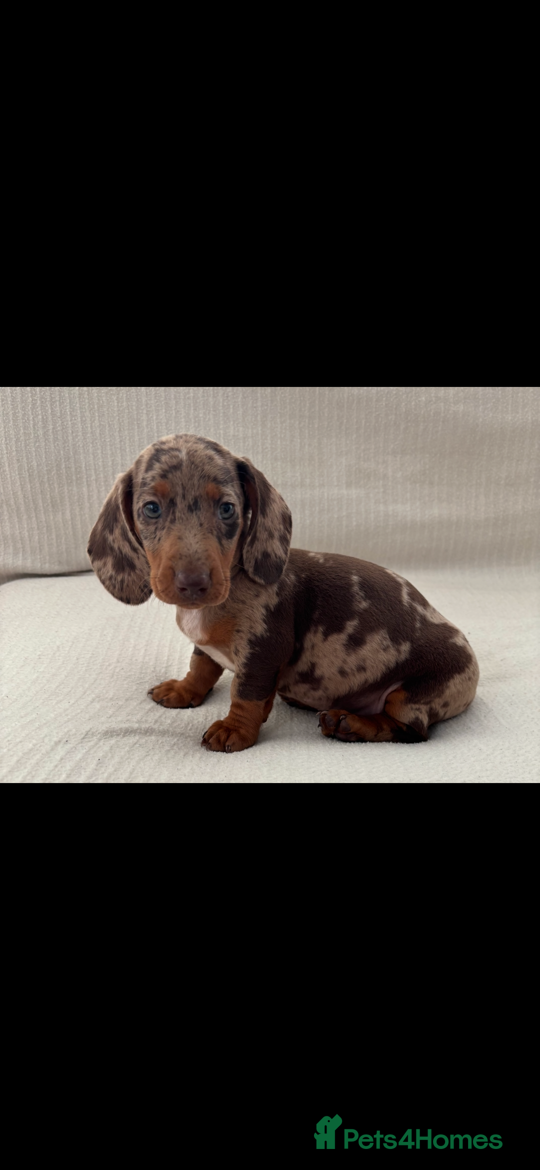 Miniature Dachshund dogs for sale: Gorgeous rainbow litter of miniature dachshund’  - Image 1