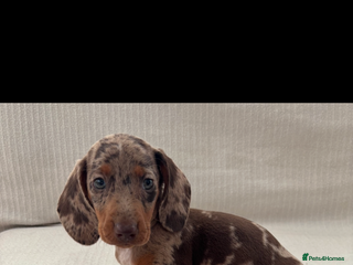 Miniature Dachshund dogs - Advert 34