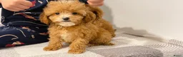 Cavapoo dogs for sale: Beautiful Cavapoo Puppies – Ready for Loving Homes - Advert 4