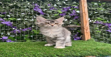Maine Coon cats - Advert 1