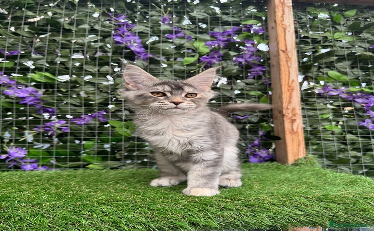 Maine Coon cats - Advert 8