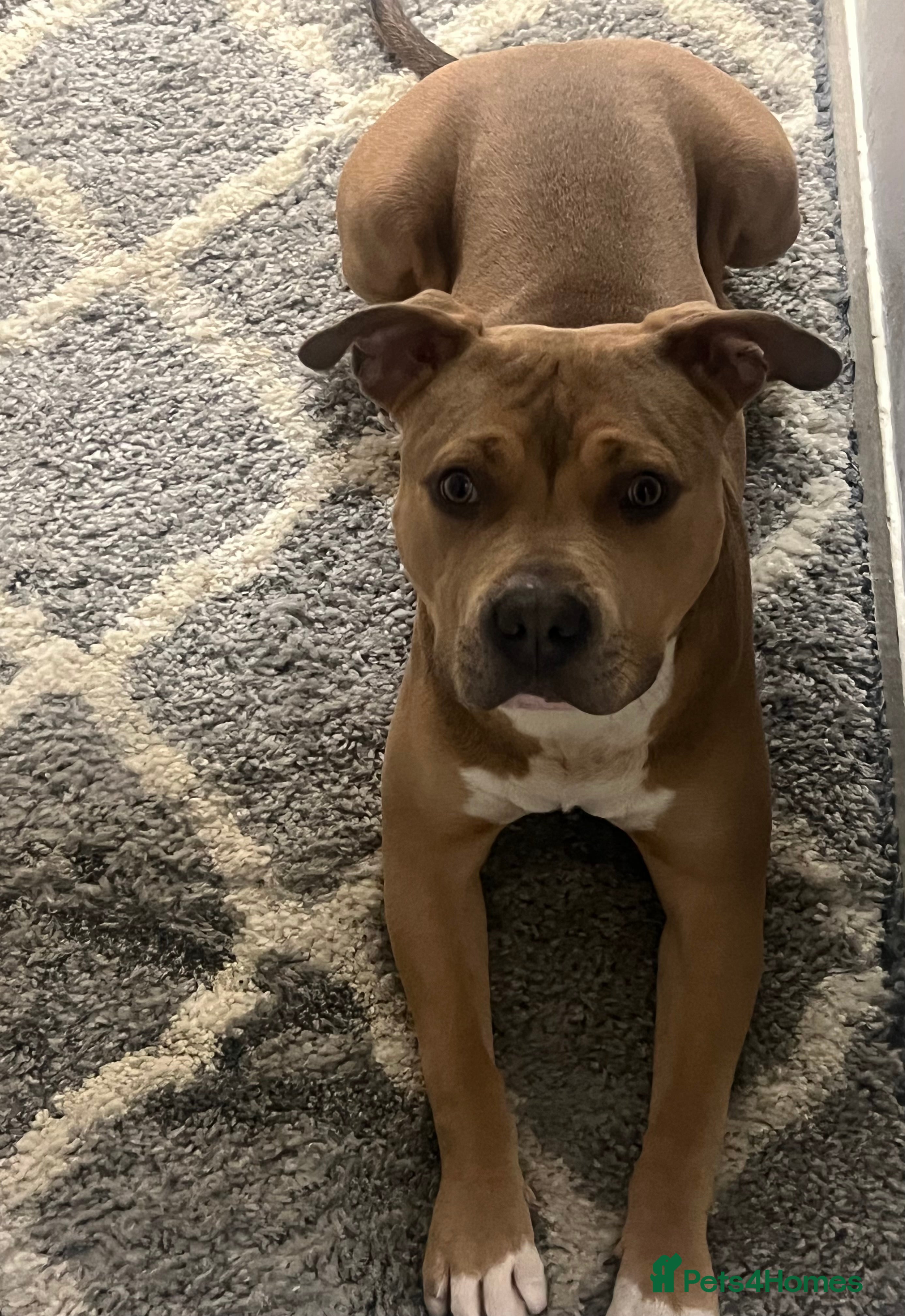 Mixed Breed dogs Beloved Mellow - Advert 3