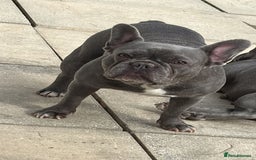 French Bulldog dogs for sale: Ralphie 12 week old French Bulldog - Image 7