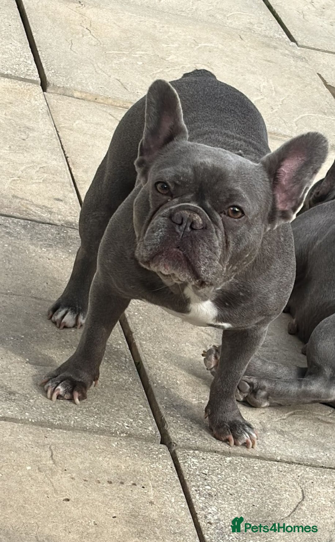 French Bulldog dogs for sale: Ralphie 12 week old French Bulldog - Image 7