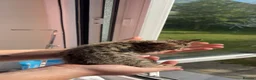 Bengal cats for sale: Beautiful baby Bengal cross kittens READY NOW! - Advert 9