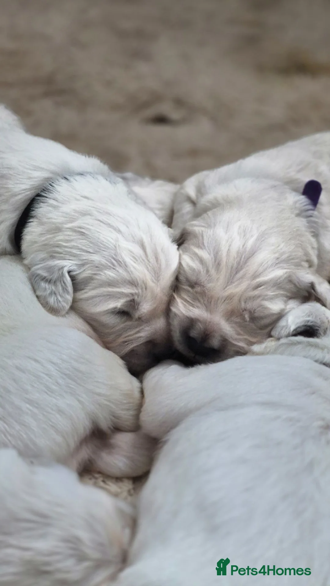 Golden Retriever dogs for sale: Beautiful Golden Retriever pups for sale in Chatham - Advert 7