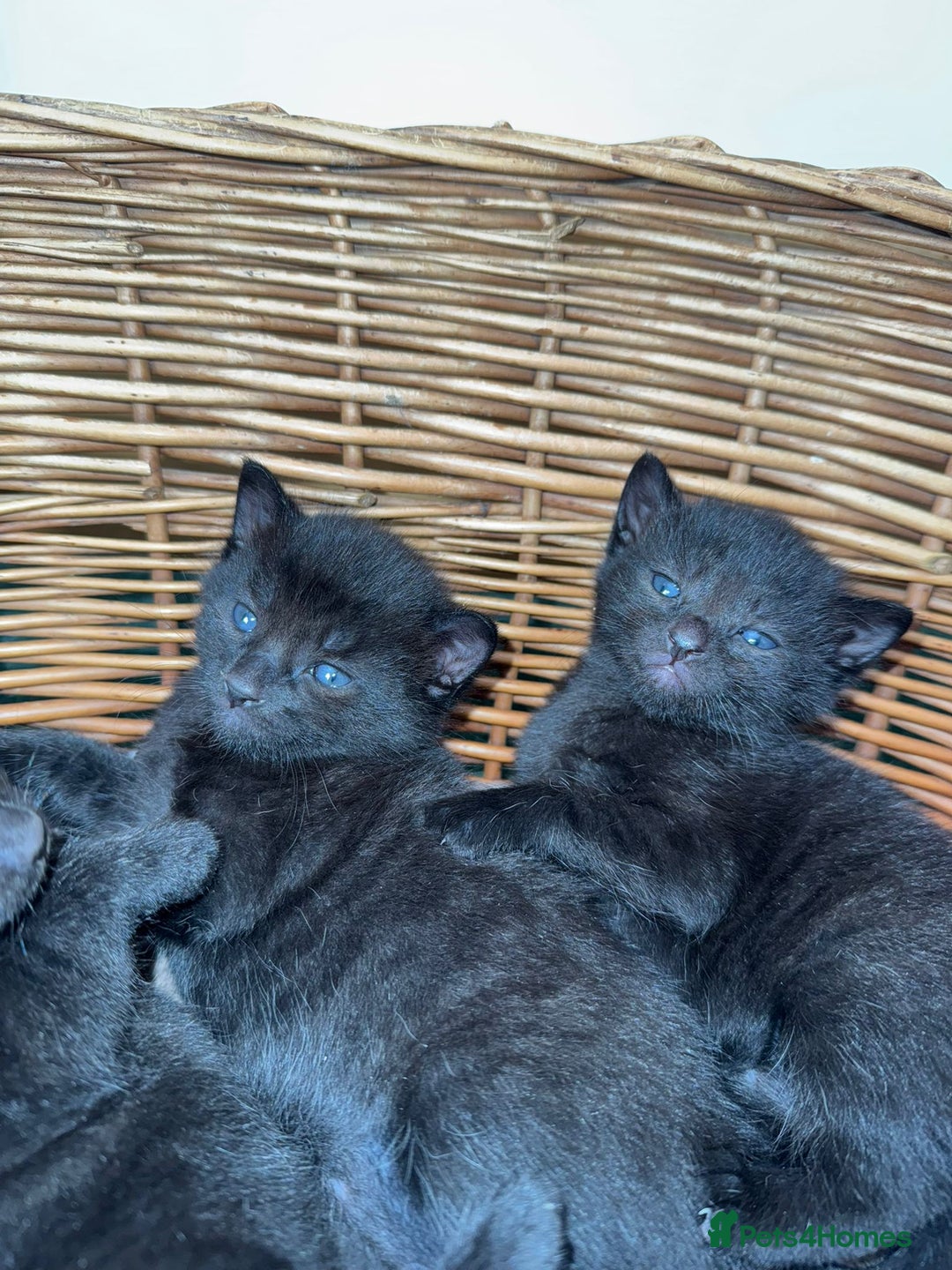 Mixed Breed cats for sale: Russian blue cross black and tabby kittens  - Image 4