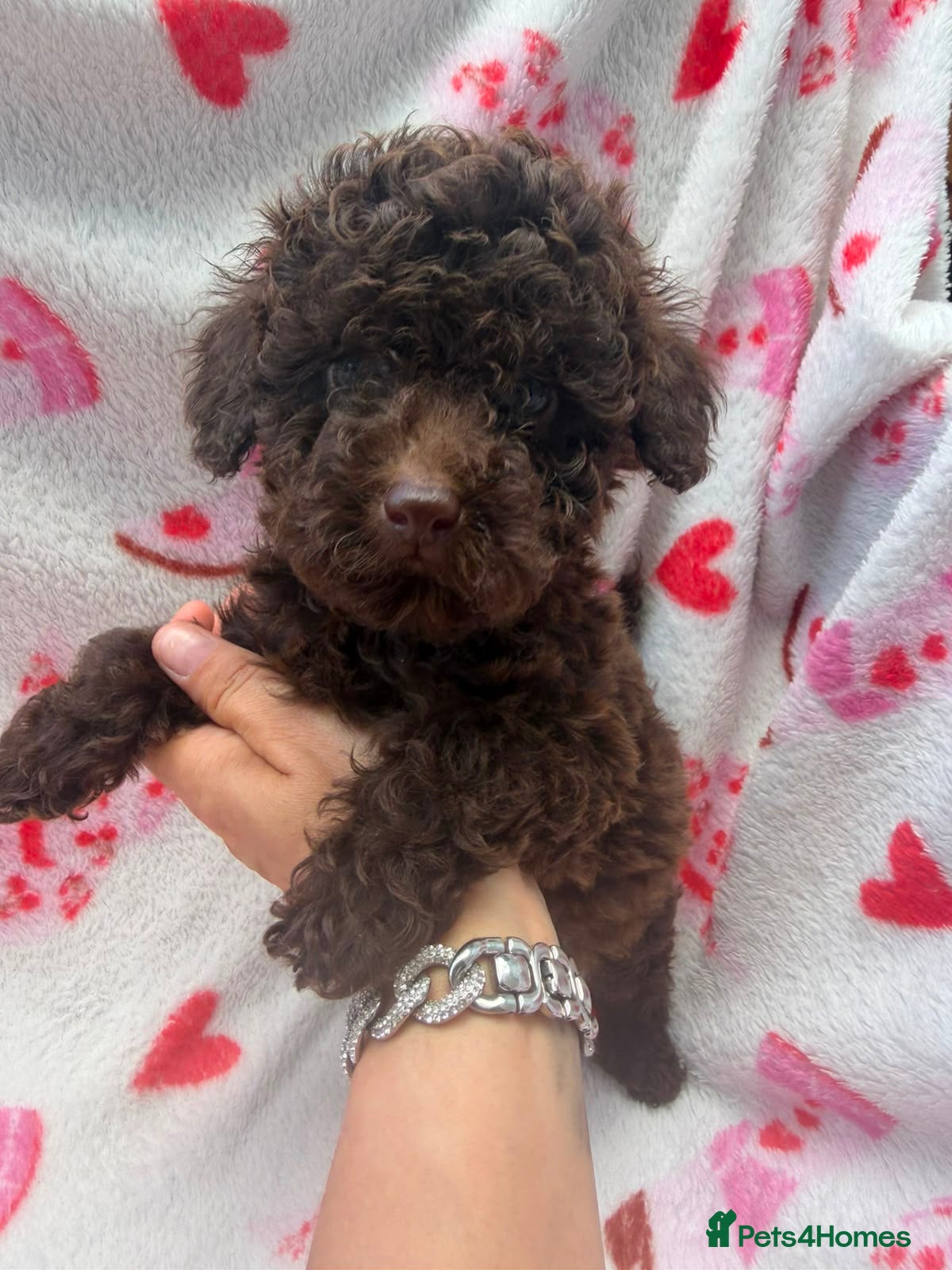Toy Poodle dogs Beautiful Toy Poodle Puppies  - Advert 1