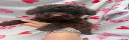 Toy Poodle dogs for sale: Beautiful Toy Poodle Puppies  - Advert 1