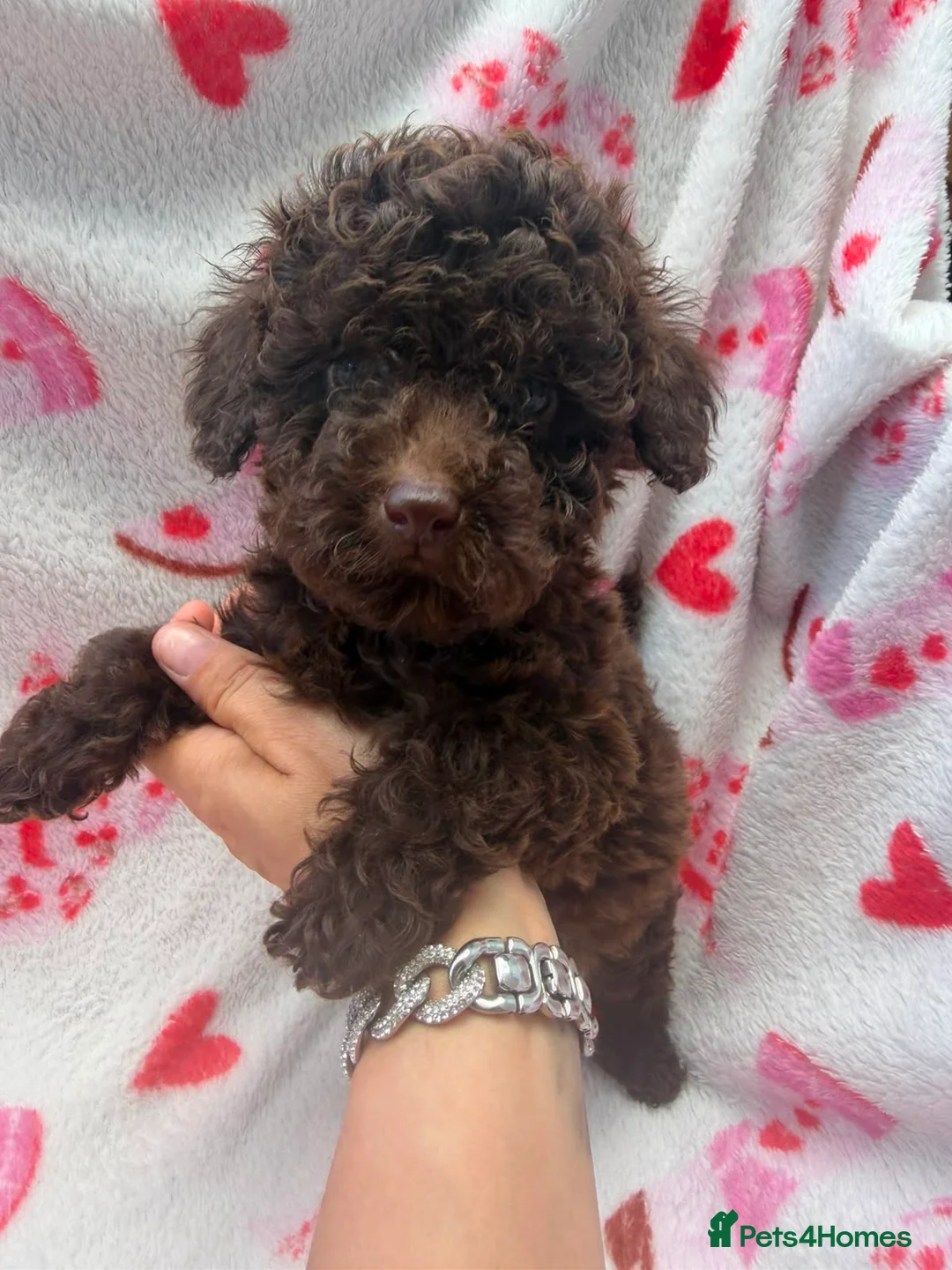 Toy Poodle dogs for sale: Beautiful Toy Poodle Puppies  - Advert 1