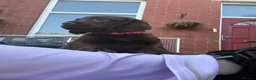 Sprocker dogs for sale: Sprocker spaniel puppies health tested parentage in Lytham Saint Annes - Advert 36