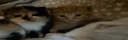 Mixed Breed cats for sale: 5 Adorable kittens and Mummy  - Advert 6