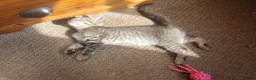 Mixed Breed cats for sale: Kitten for sale - Advert 4