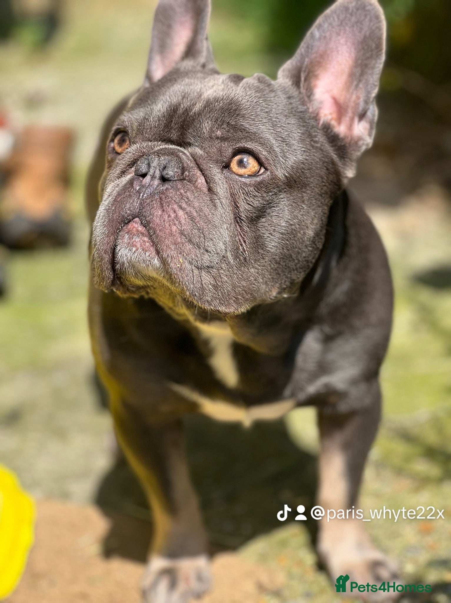 French Bulldog dogs for sale: French bulldog puppies  - Advert 2