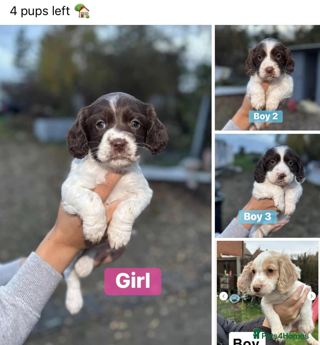 Cocker Spaniel dogs for sale: working cocker spaniel puppies ready to go now - Advert 1