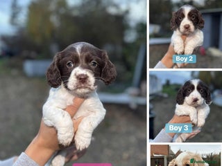 Cocker Spaniel dogs working cocker spaniel puppies ready to go now - Advert 3