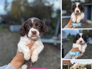 Cocker Spaniel dogs boy no2 left ready to go now - Advert 11