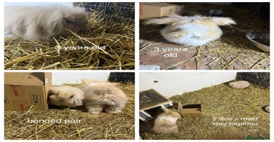 Mini Lion Lop rabbits - Advert 1
