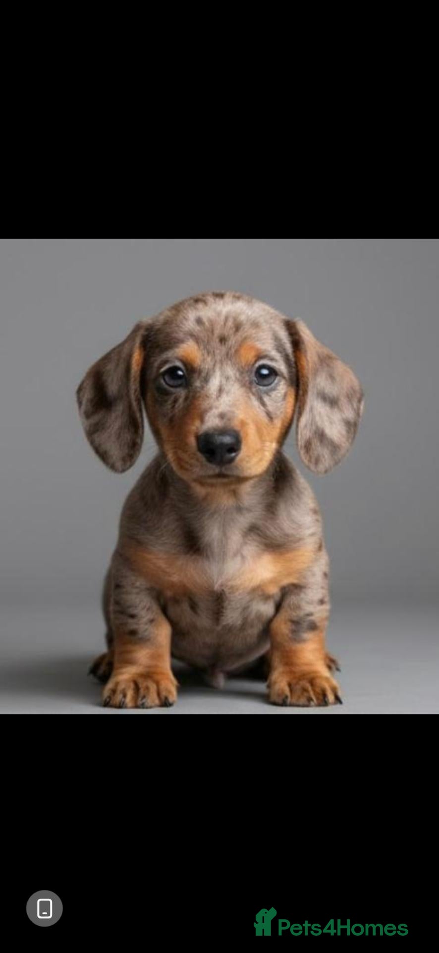 Miniature Dachshund dogs Kc miniature dachshund - Advert 18