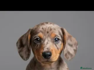 Miniature Dachshund dogs Kc miniature dachshund - Advert 18